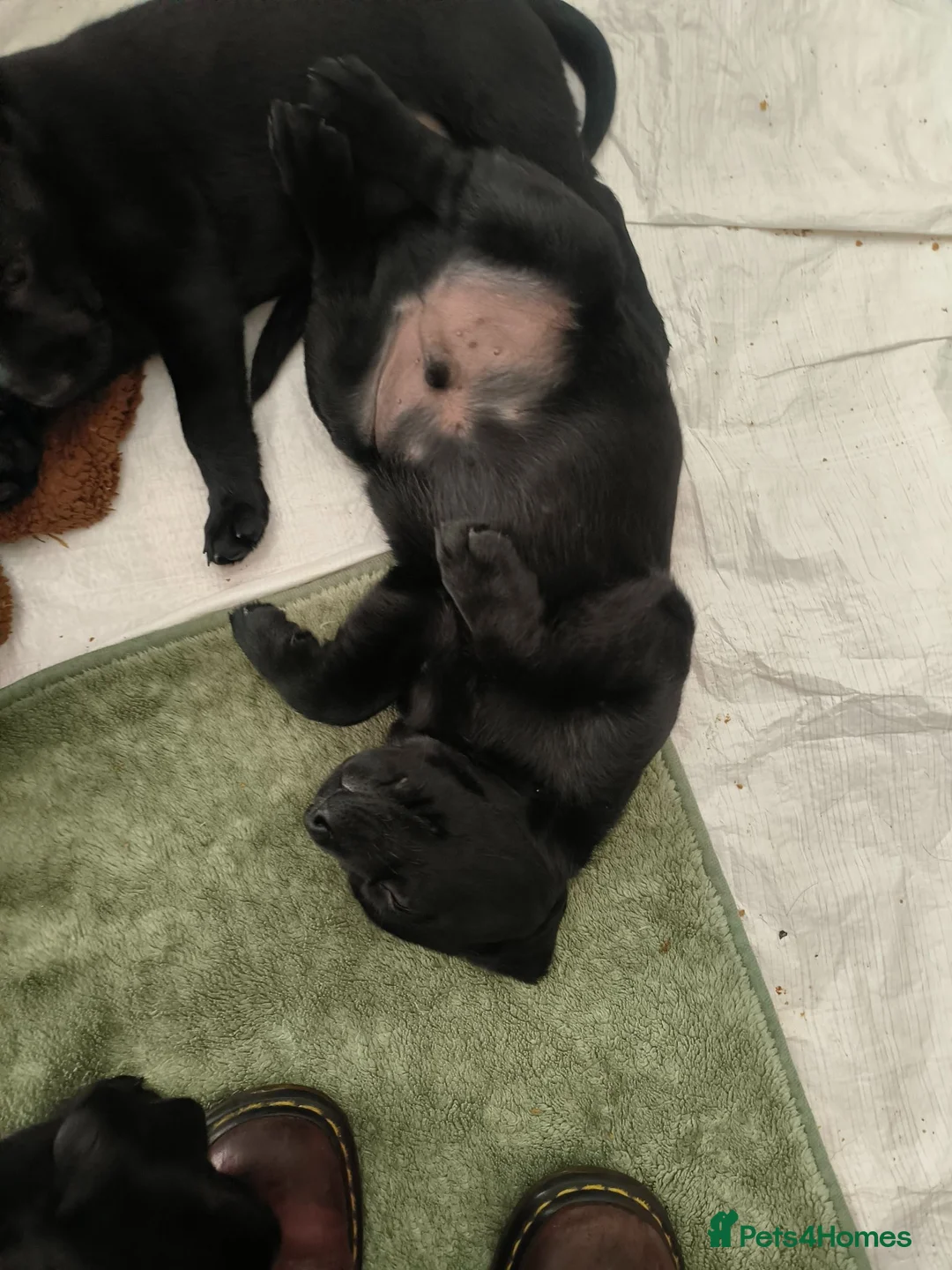 Labrador Retriever dogs for sale: X2 black male labs for sale - Advert 1