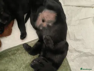 Labrador Retriever dogs X2 black male labs for sale - Advert 3