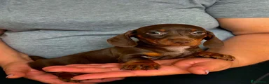 Miniature Dachshund 3