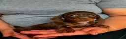 Miniature Dachshund dogs for sale: Miniature dachshund puppies - Advert 14