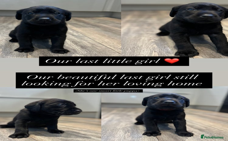 Labrador Retriever dogs - Advert 4