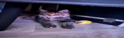 Maine Coon cats for sale: Last purebred MC female kitten  - Advert 8