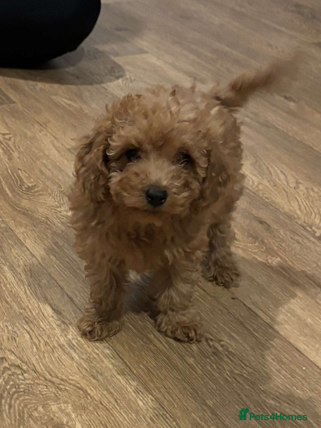 Cavapoo dogs for sale: F1b toy cavapoos  - Image 4