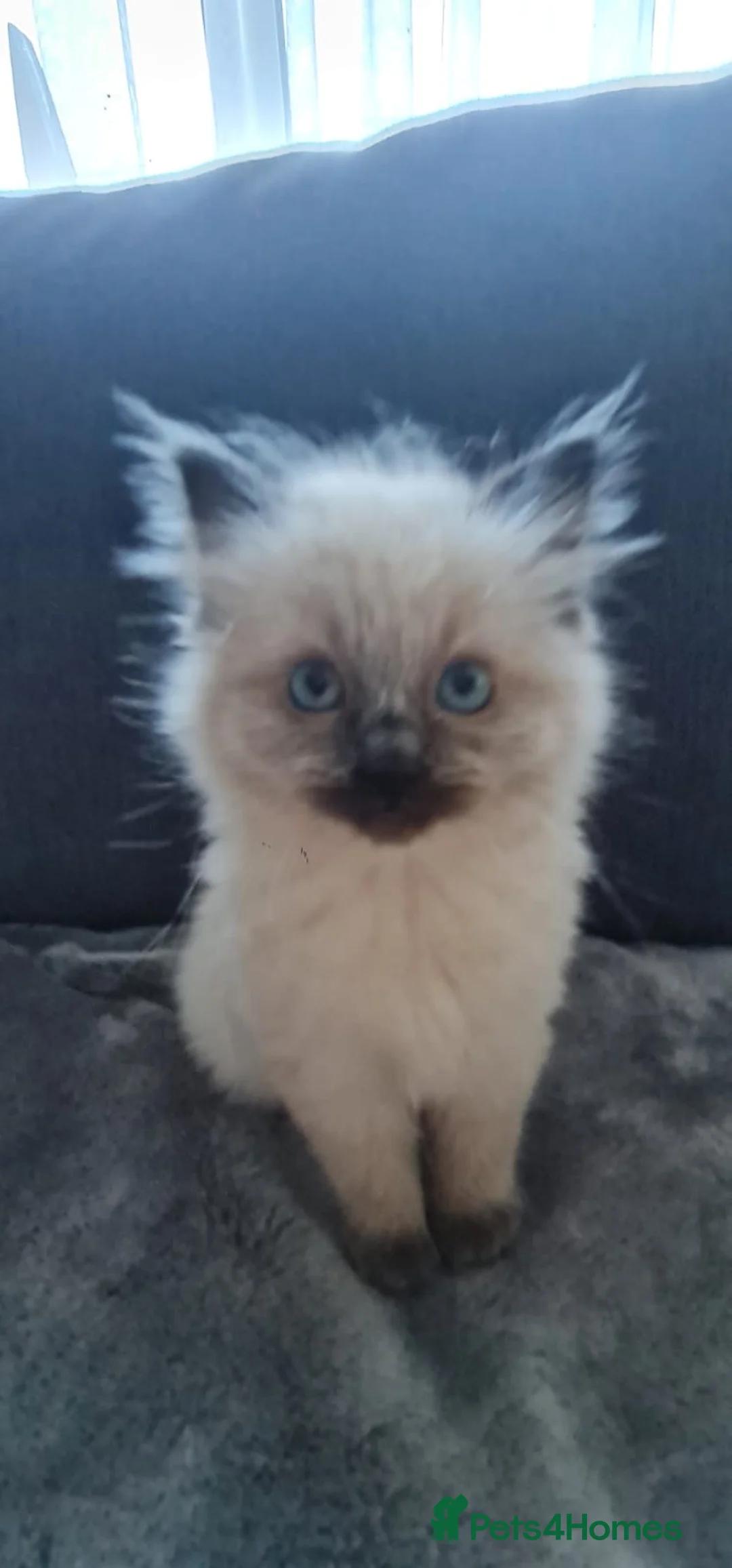 Ragdoll cats for sale: 1 Girl 💜 1 Boy 💙 - Advert 2