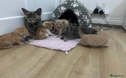 Mixed Breed cats for sale: Beautiful Kittens for sale - Image 40