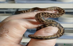 Python Snake reptiles for sale: Spotted Pythons Het Granite  - Image 7