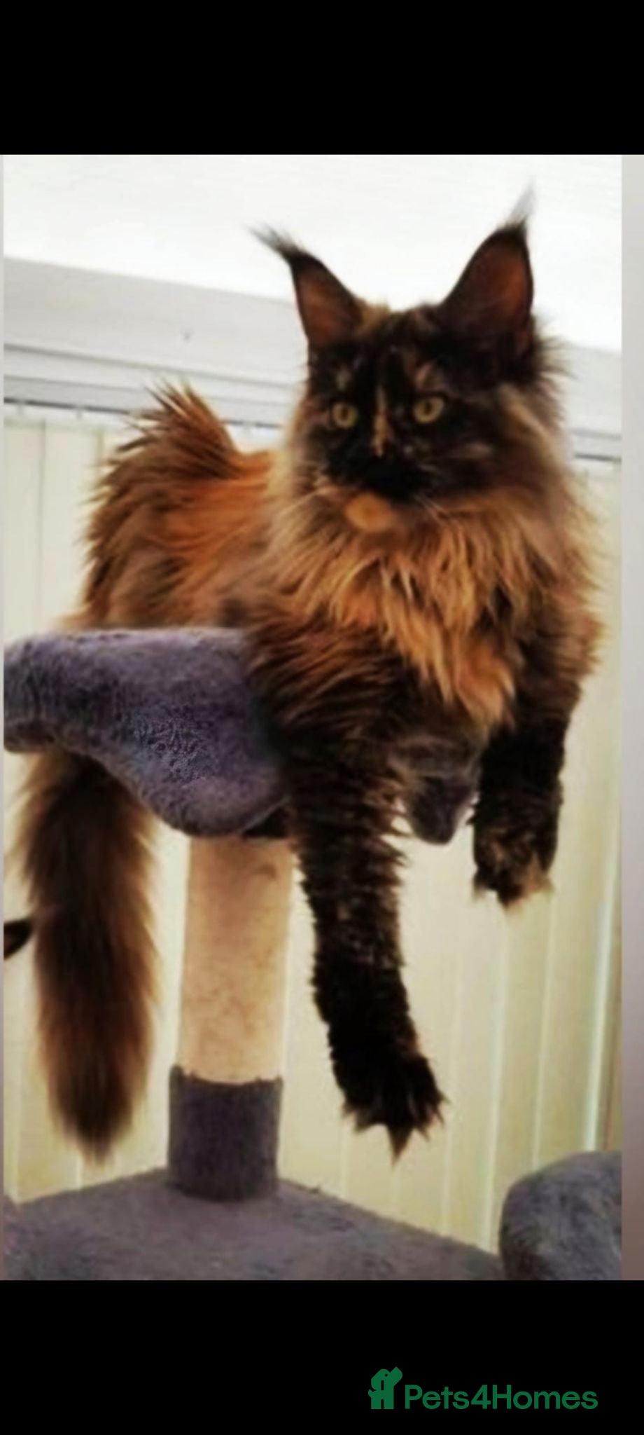 Maine Coon cats 2 Beautiful Female Maine coons. - Advert 2
