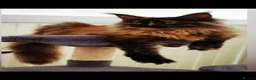 Maine Coon cats for sale: 2 Beautiful Female Maine coons. - Advert 1