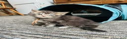 Maine Coon cats for sale: Stunning pedigree Maine coon kittens TICA  - Advert 4