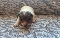 Jack Russell dogs for sale: Jack Russel pups  - Image 3