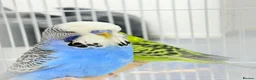Budgerigars birds for sale: Budgies pair & cage in Dagenham - Advert 7