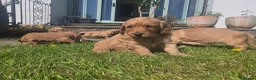 Mini Goldendoodle dogs for sale: Beautiful  goldendoodle puppies for sale - Advert 6