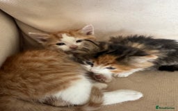 Mixed Breed cats for sale: Calico Kitten  - Advert 3