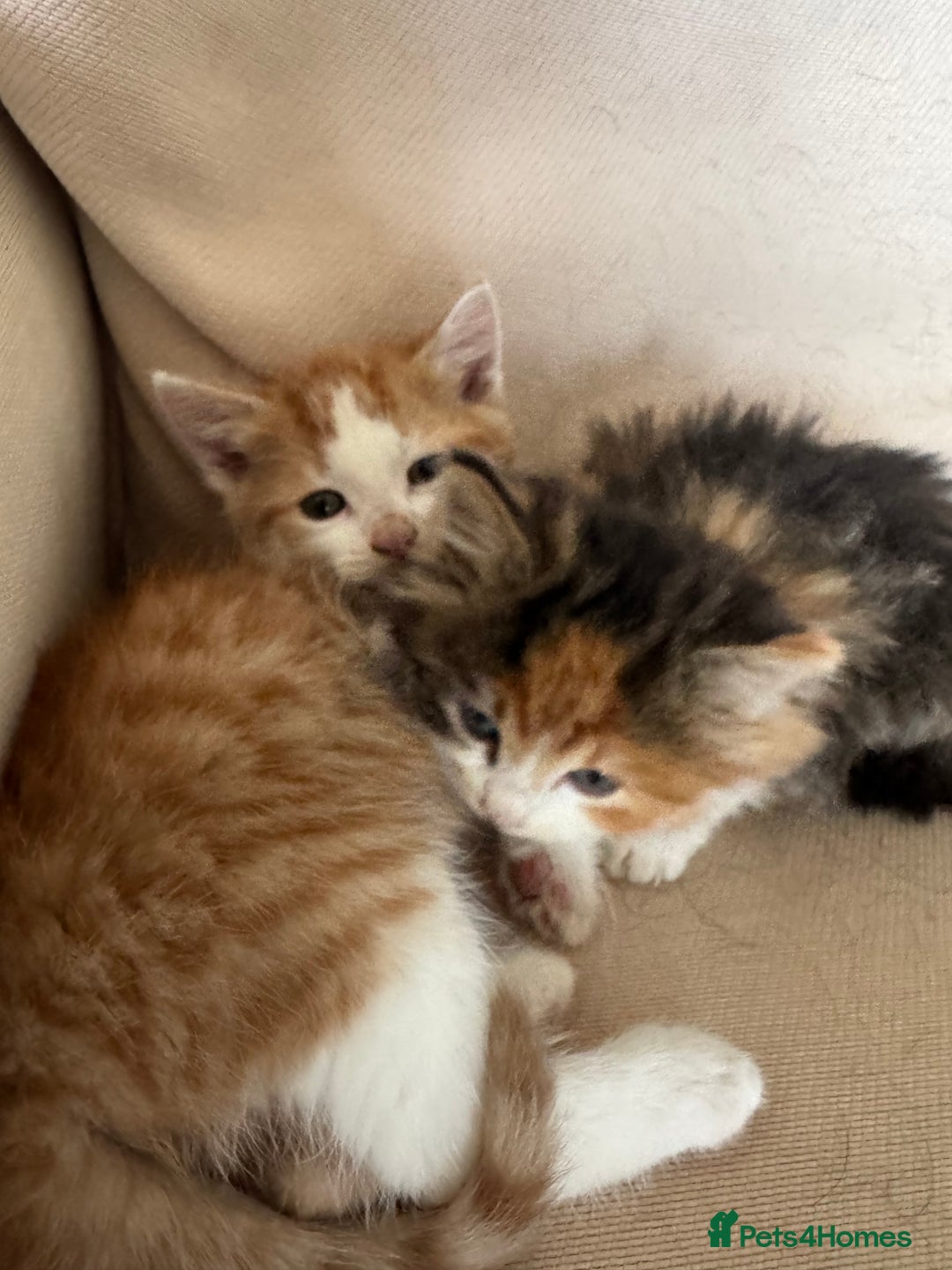 Mixed Breed cats for sale: Calico Kitten  - Advert 3