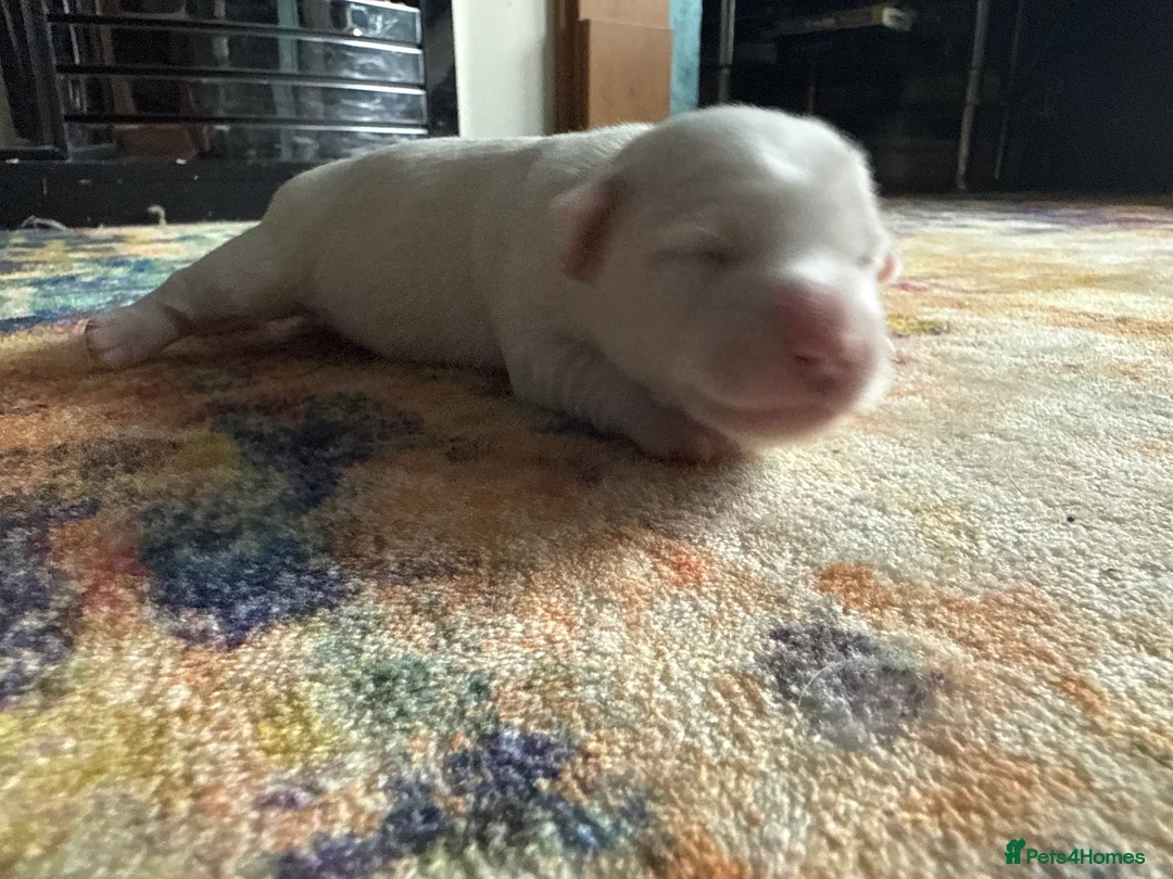 Jack Russell dogs for sale: Jack Russell  - Advert 11