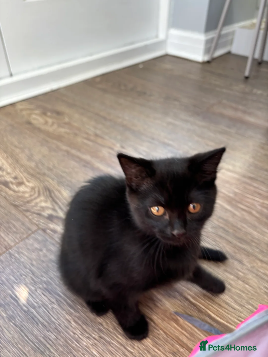 Mixed Breed cats for sale: Beautiful black girl@gorgeous tabby boy available  in Preston - Advert 2