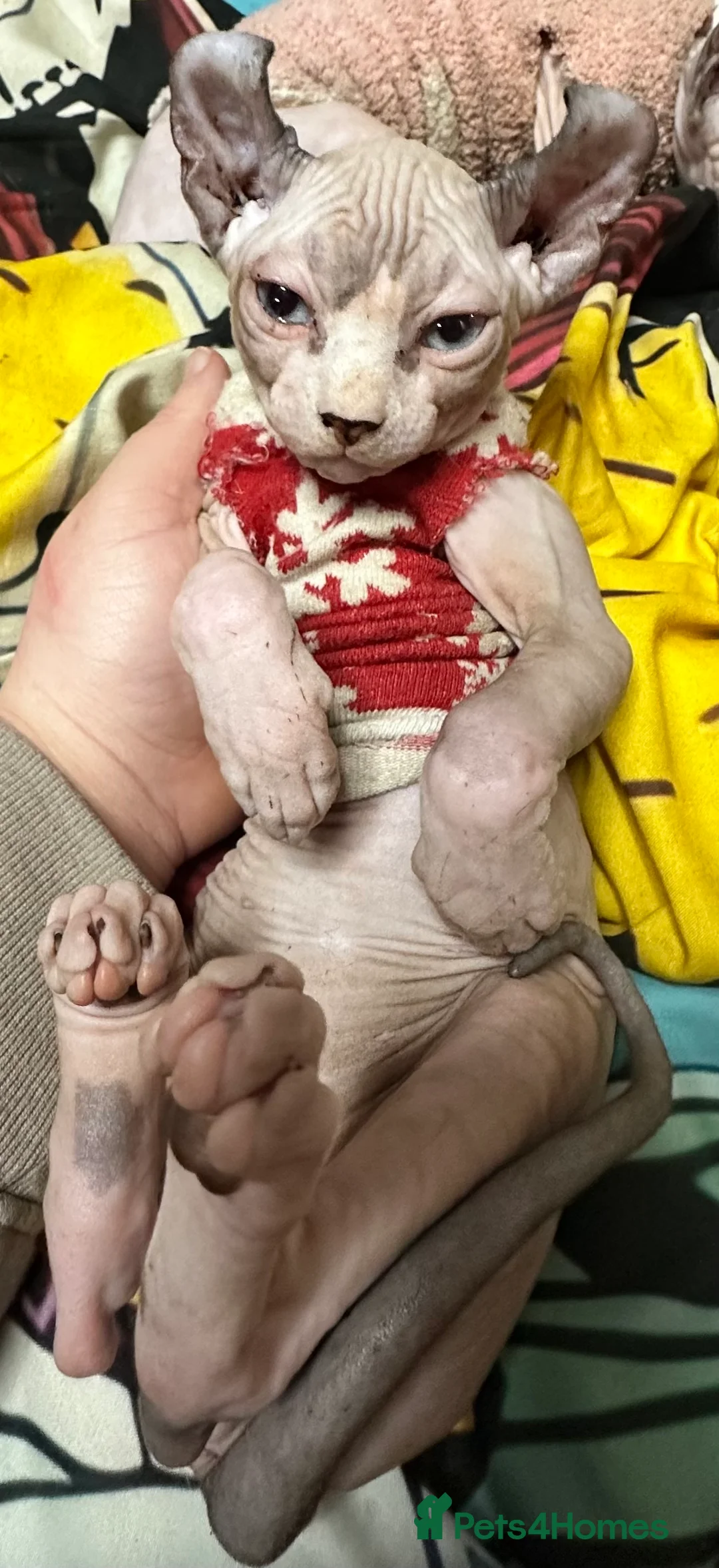 Sphynx cats for sale: LOVING SPHYNX KITTENS READY TO GO🤍 - Advert 6