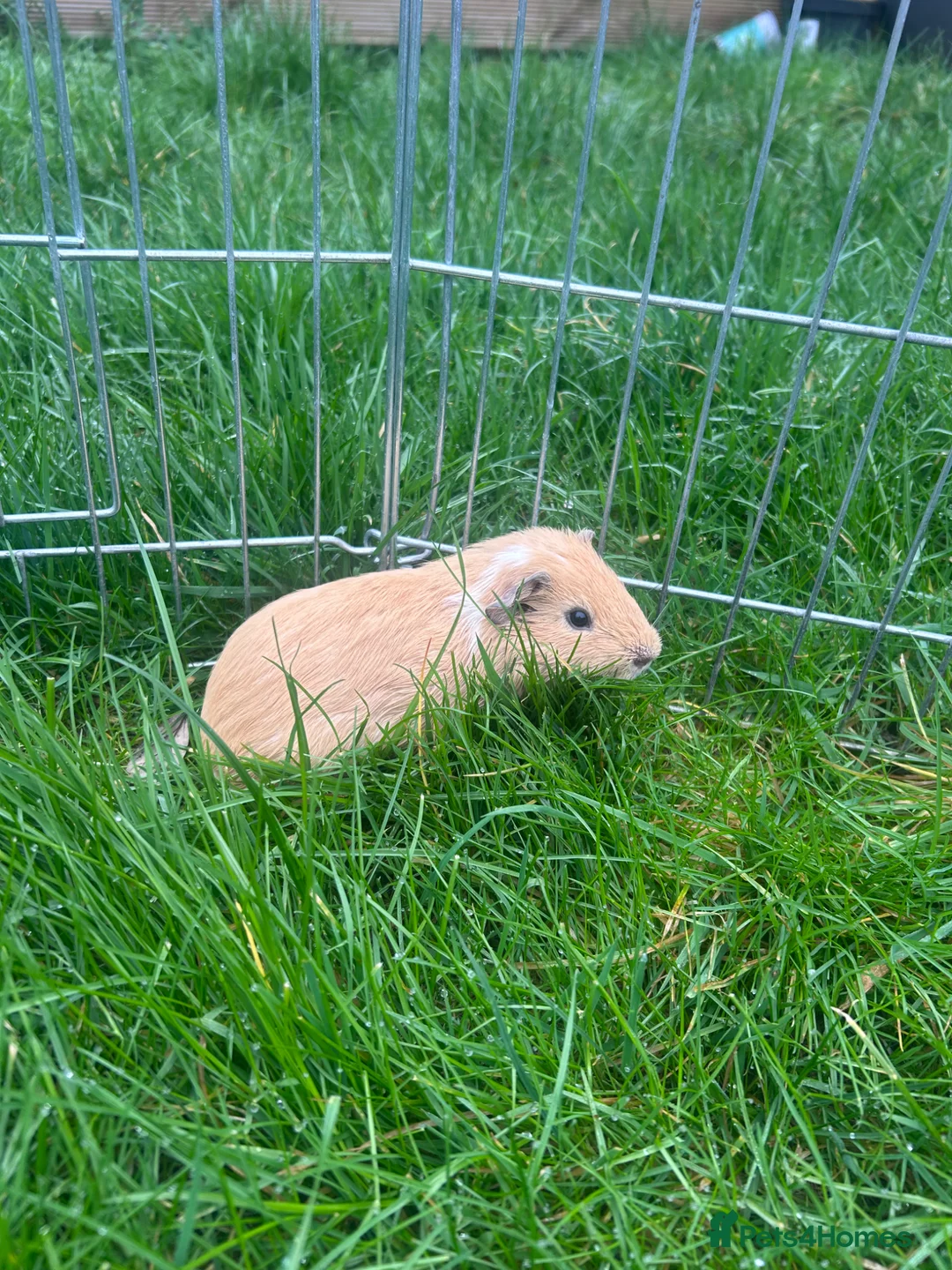 Guinea Pig rodents for sale: Golden baby guinea pig  - Advert 1