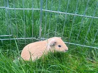 Guinea Pig rodents Golden baby guinea pig - Advert 5
