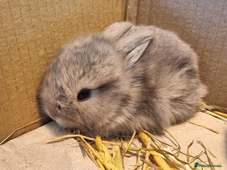 Mini Lion Lop rabbits Beautiful Mini lion lops ready for ** - Advert 6