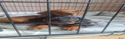 Dachshund dogs for sale: 2 gorgeous dachshund pups for sale - Advert 7