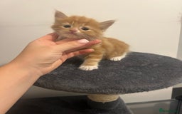 Maine Coon cats for sale: 3 male Maine coon cross kittens - Image 3