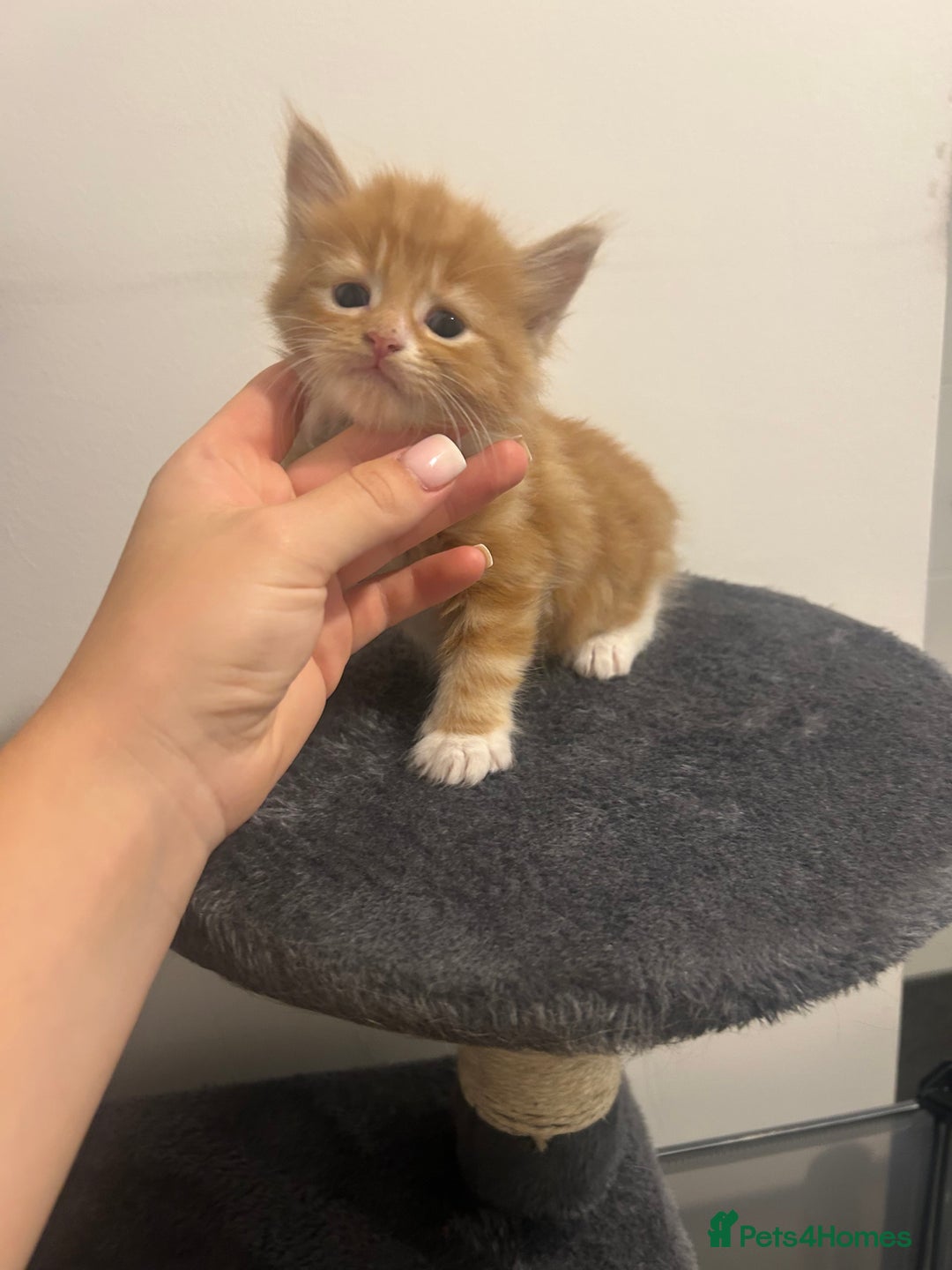 Maine Coon cats for sale: 3 male Maine coon cross kittens - Image 3