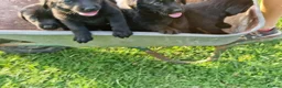 Labrador Retriever dogs for sale: 5 beautiful labrador pups looking forever homes  - Advert 17