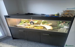 Bearded Dragon reptiles for sale: Bearded dragon  - Image 5