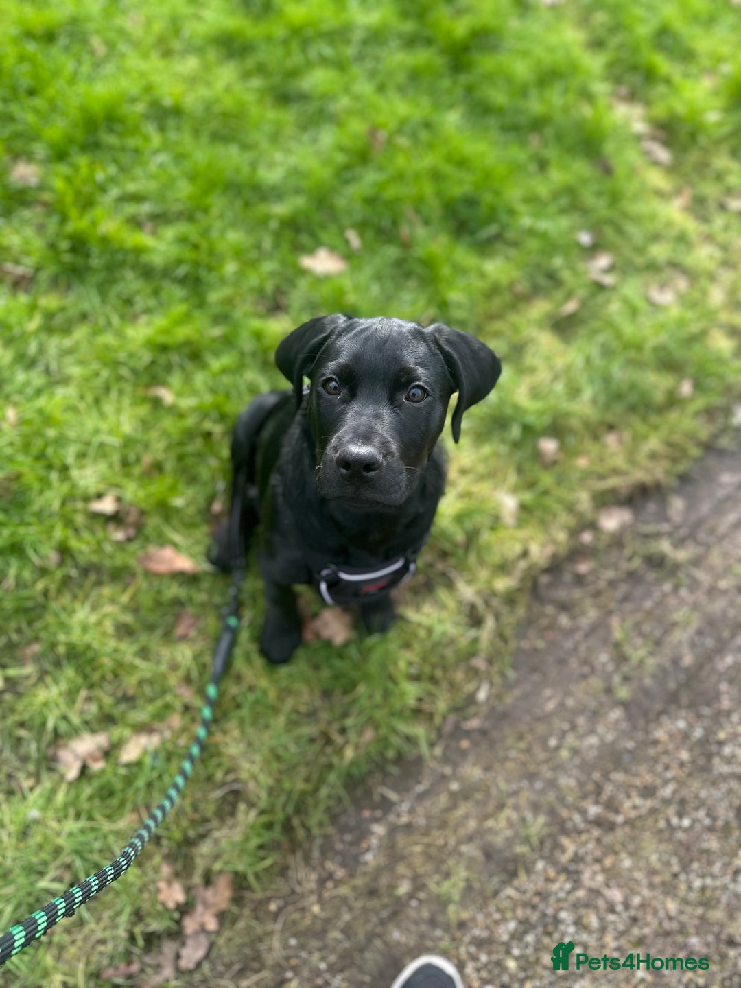 Labrador Retriever dogs for sale: Black lab - Advert 6