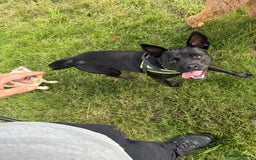 Mixed Breed dogs for adoption: Loving Beatrix looking For LOVE - Image 22