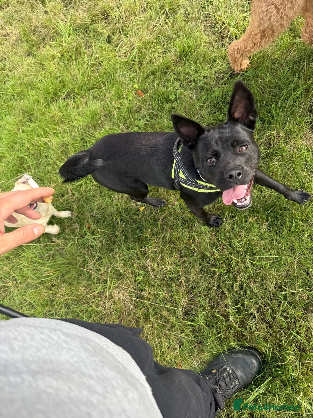 Mixed Breed dogs for adoption: Loving Beatrix looking For LOVE - Image 22
