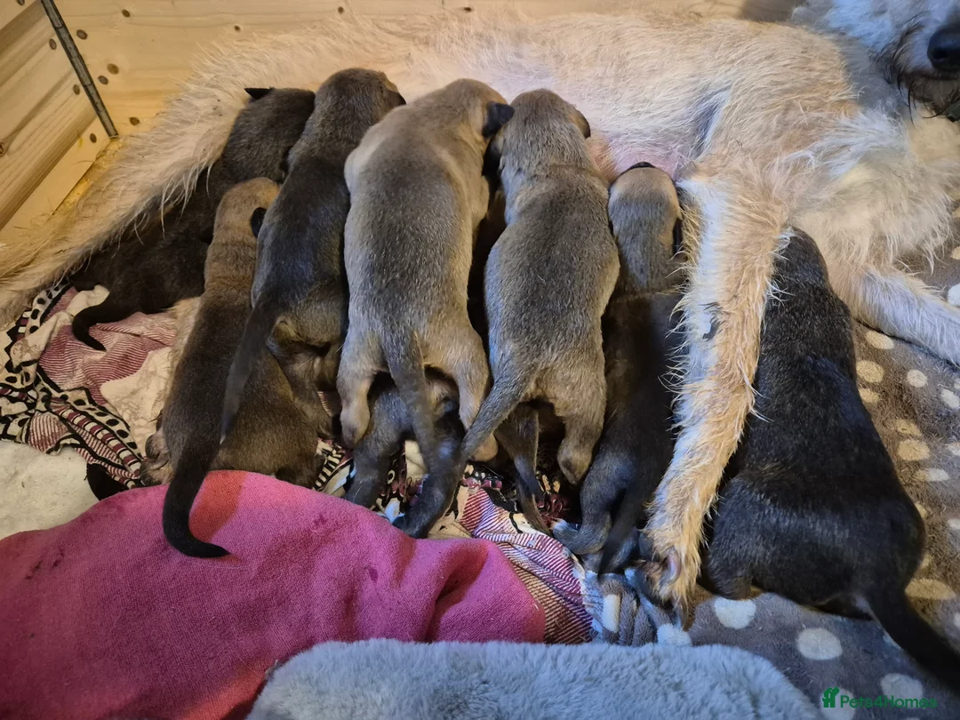 Lurcher dogs for sale: Lurcher pups Bedlington x whippet x greyh x collie - Advert 14