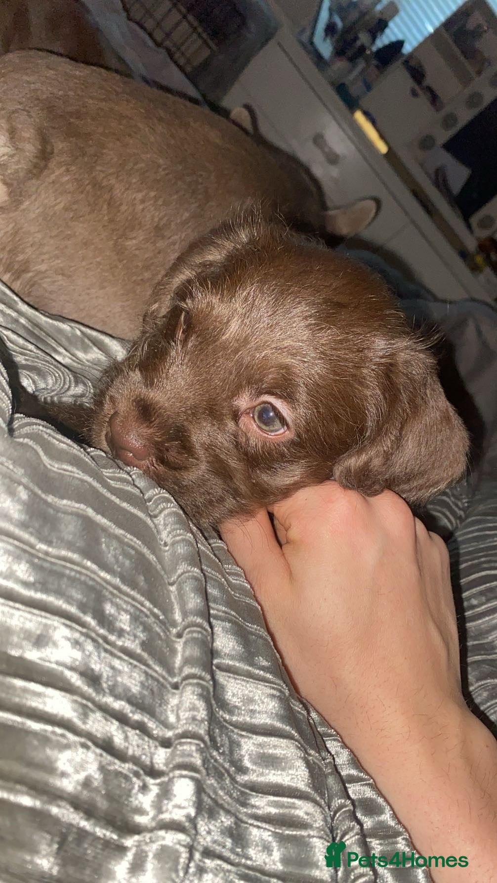 Mixed Breed dogs Male French x cockapoo  - Advert 3