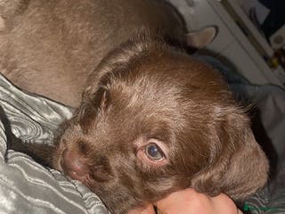 Mixed Breed dogs Male French x cockapoo - Advert 17