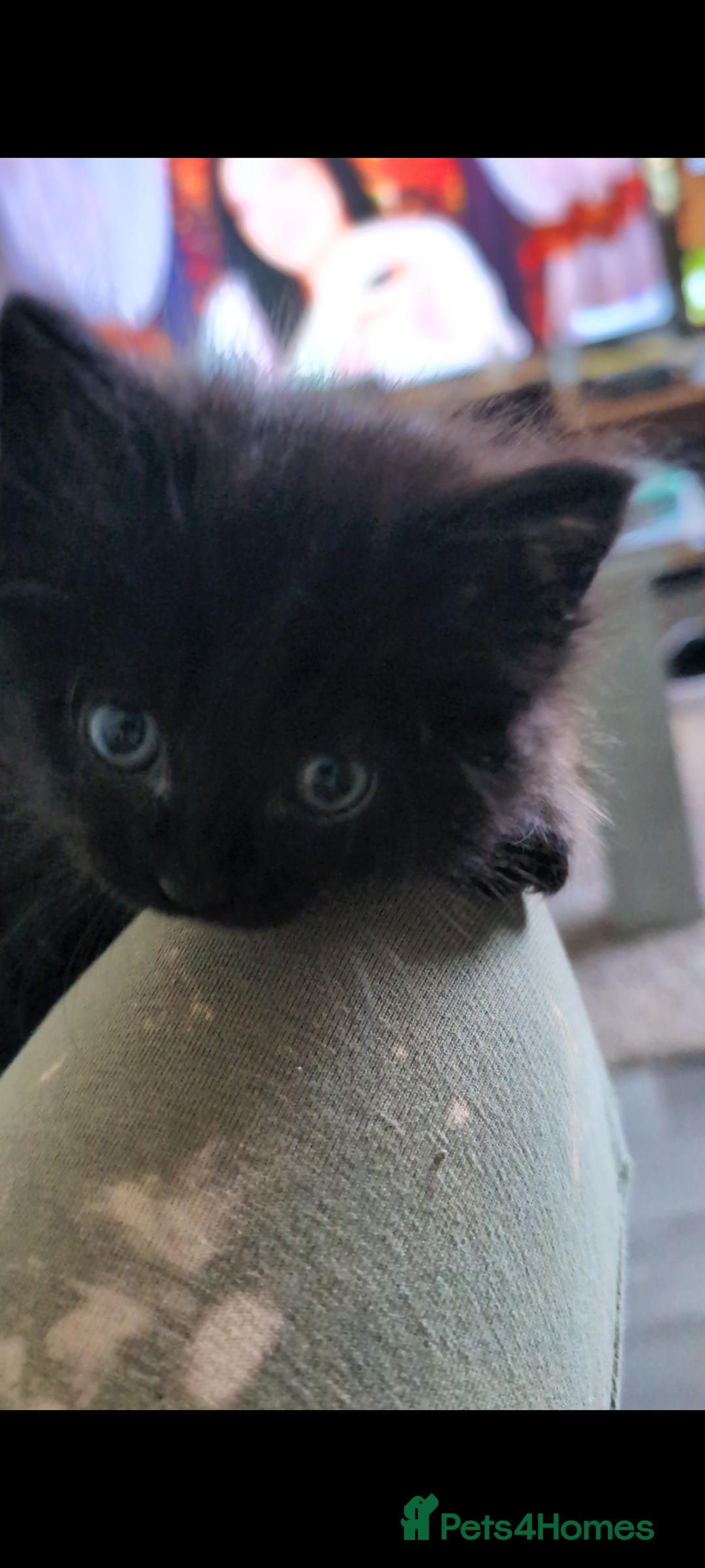 Mixed Breed cats for sale: Spynx X maincoon  - Image 9