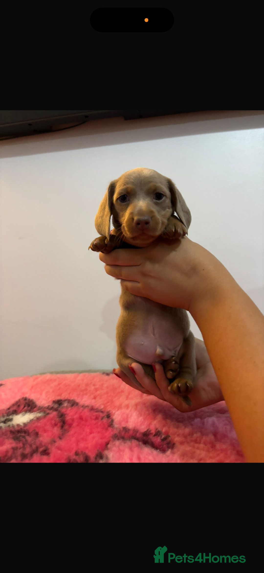Miniature Dachshund dogs for sale: Kc registered miniature dachshunds - Advert 18