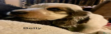 Cocker Spaniel Puppy 7 “Betty”