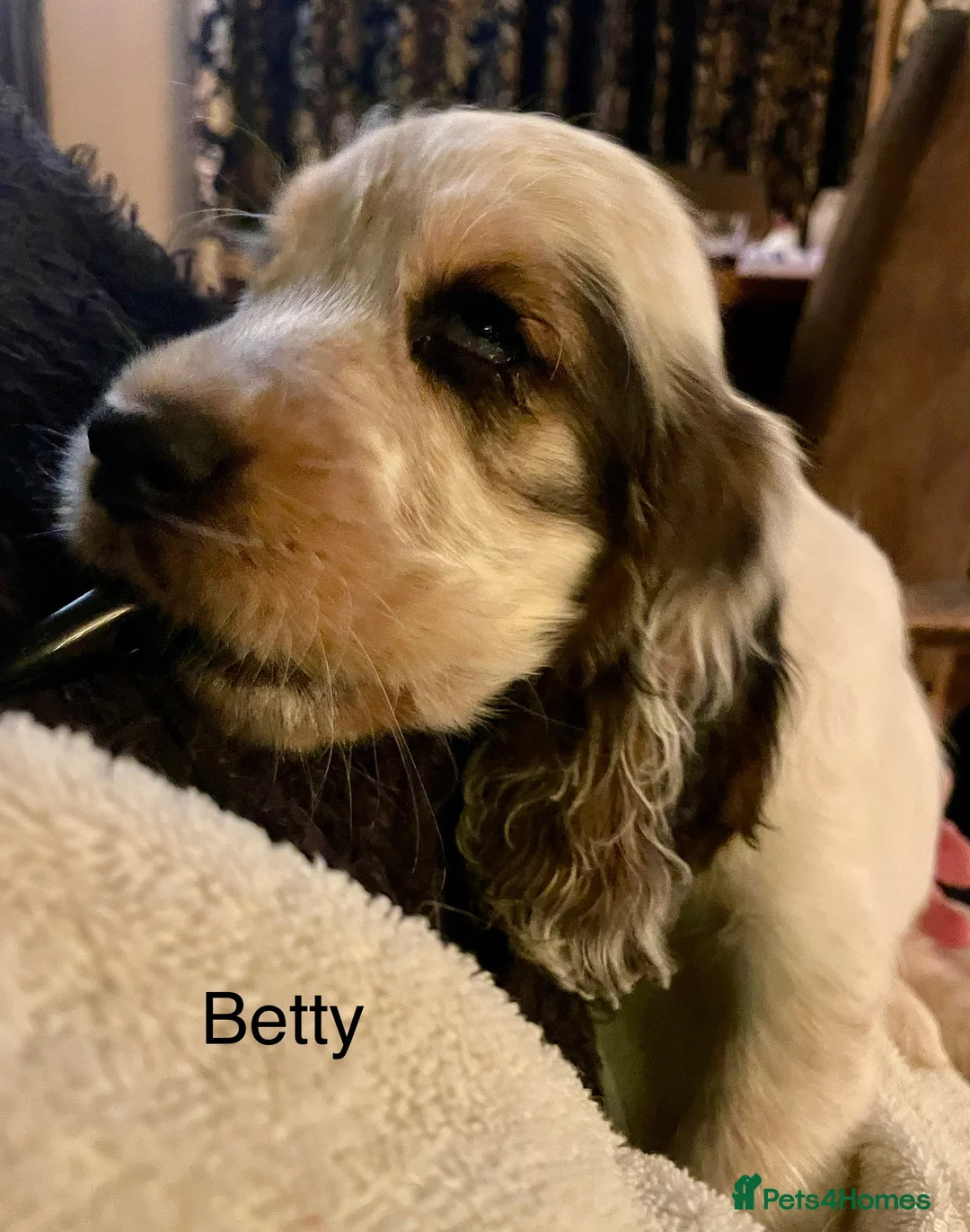 Cocker Spaniel dogs for sale: Gorgeous pair of pups remaining  - Advert 36