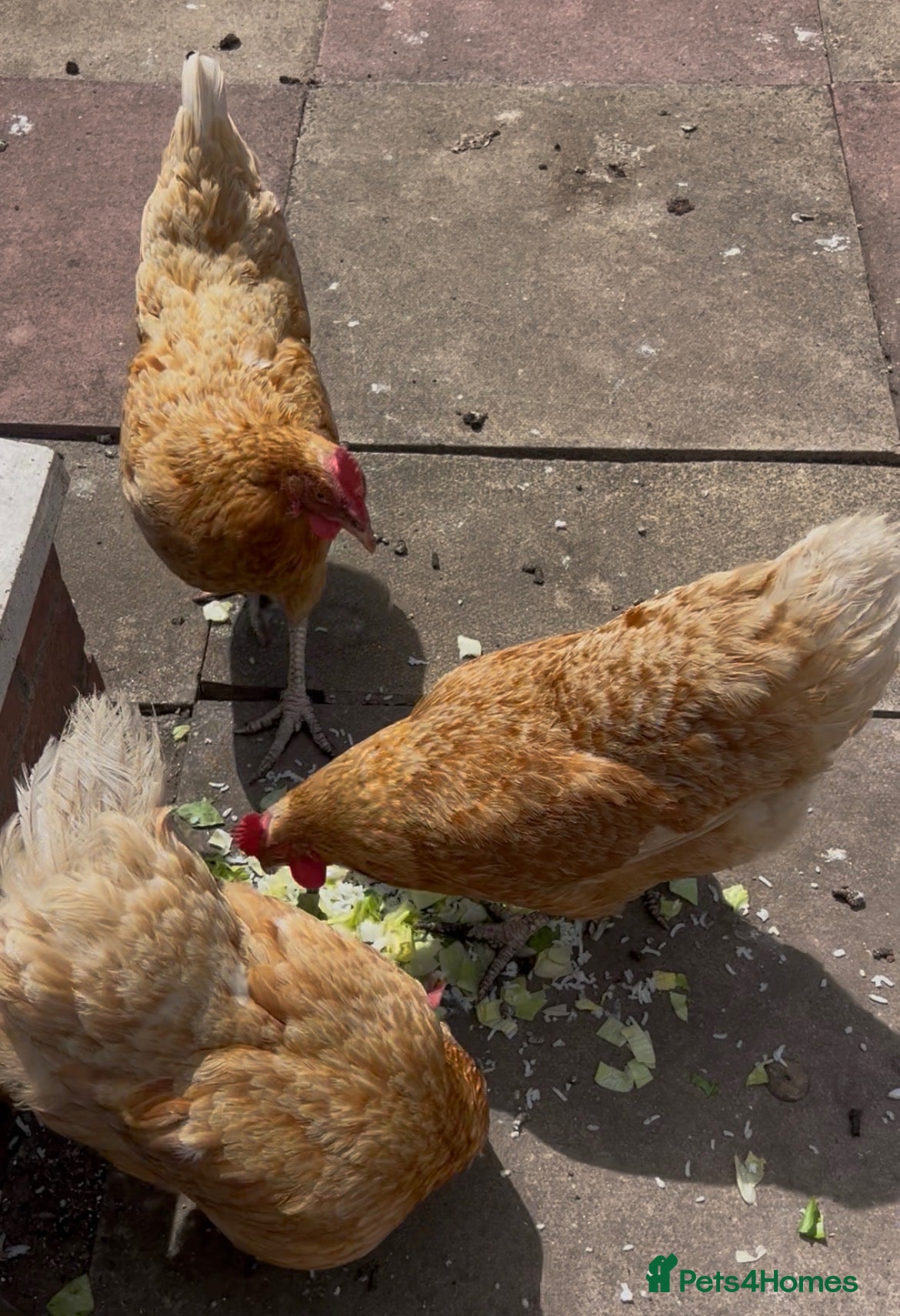 Chickens poultry Laying hens for sale  - Advert 1