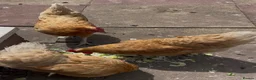 Chickens poultry for sale: Laying hens for sale  in Oldbury - Advert 1