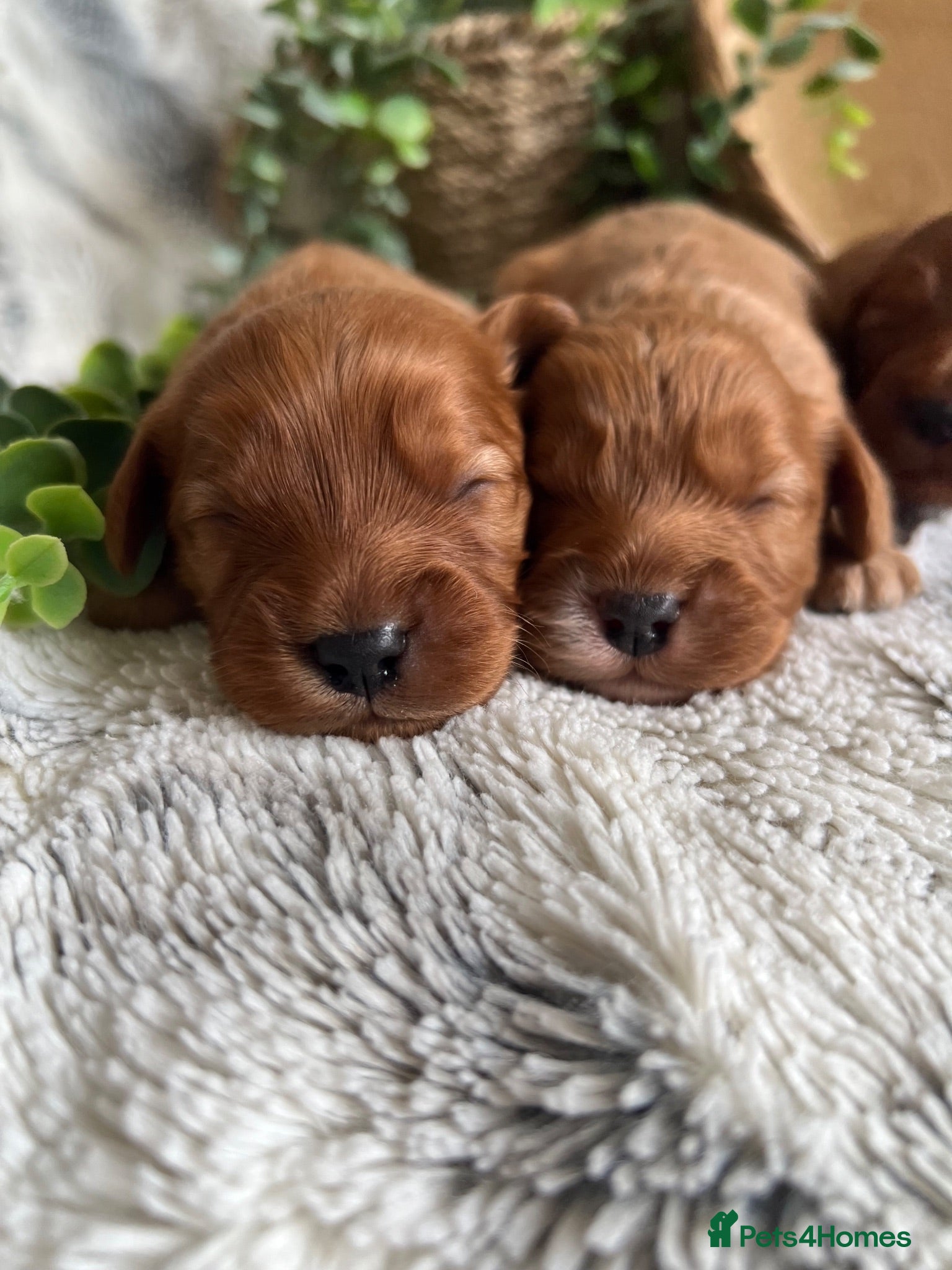 Cavapoo dogs THERAPY RAISED DNA TESTED CAVAPOOS - Advert 1