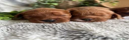 Cavapoo dogs for sale: THERAPY RAISED DNA TESTED CAVAPOOS - Advert 1