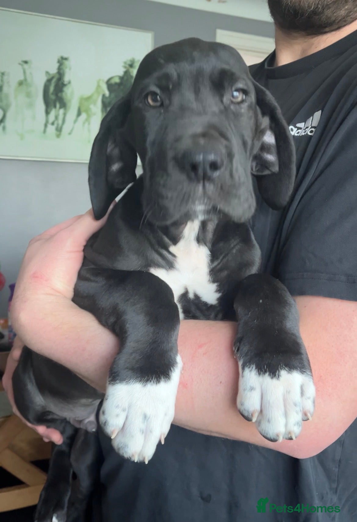 Great Dane dogs Offers on black Kc reg health tested Dane pups - Advert 1