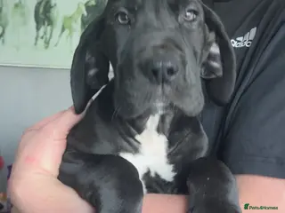 Great Dane dogs Offers on black Kc reg health tested Dane pups - Advert 2