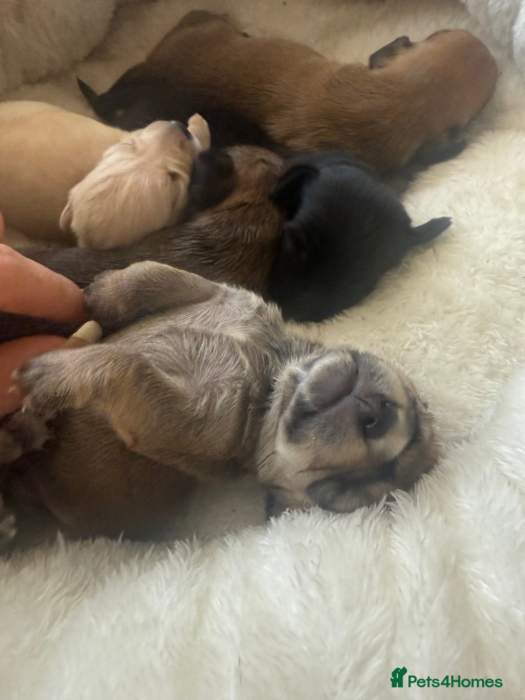 Mixed Breed dogs for sale: Schweenie pups  - Image 13