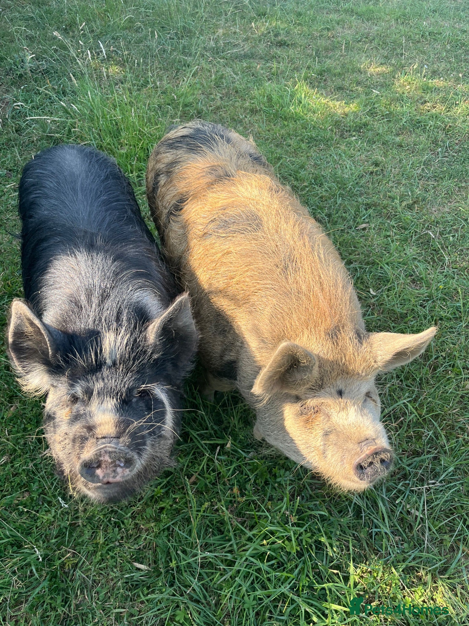 Pig livestock Kune Kune gilts for sale - Advert 6