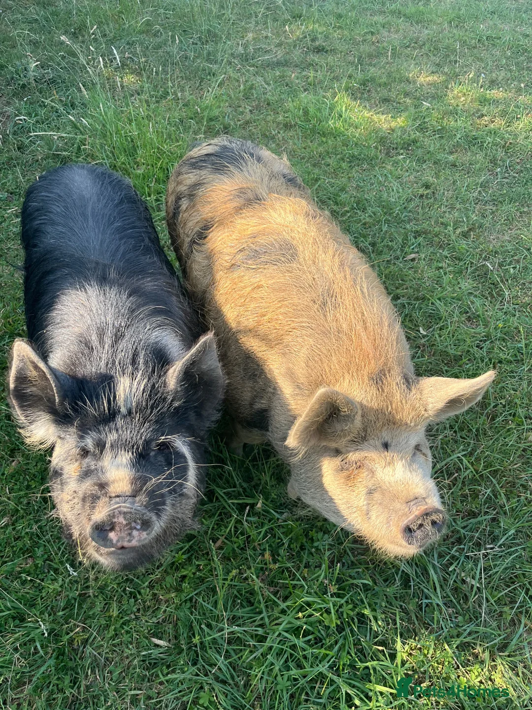 Pig livestock for sale: Kune Kune gilts for sale - Advert 1
