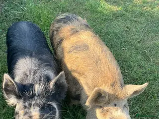 Pig livestock Kune Kune gilts for sale - Advert 5