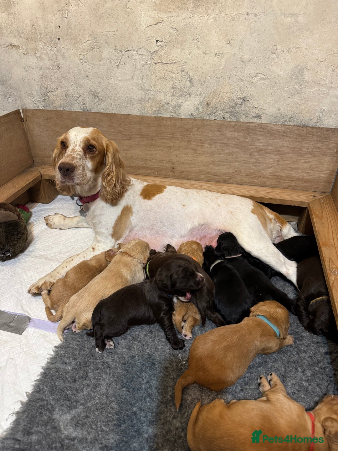 Cocker Spaniel dogs for sale: The most beautiful Working Cocker Puppies - Image 4